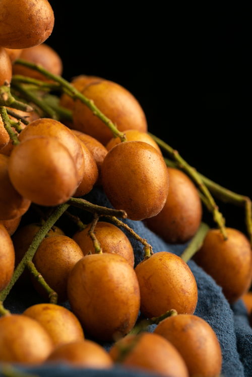 黄皮果特产夏季水果美食摄影图 摄影